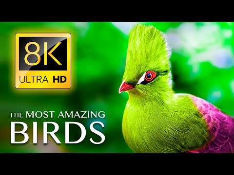 The Most Amazing BIRDS in the World 8K ULTRA HD - Relaxing Music and Nature Sounds 8K TV