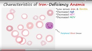 Iron &amp; Iron Deficiency Anemia Part 3