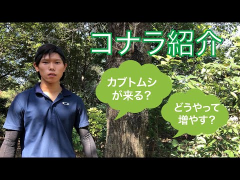 コナラ クリソレピス