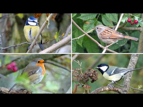 Birds Among the Autumn Leaves