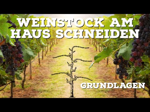Wie schneidet man Reben am Haus | Senkrechter Kordon