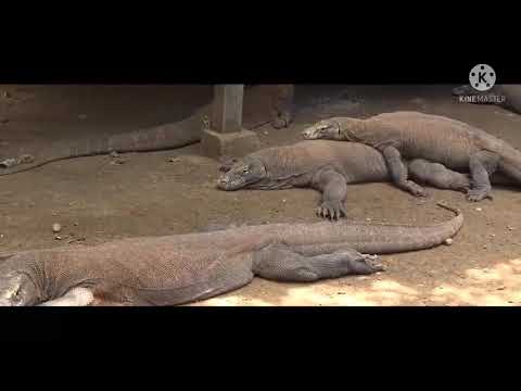 Aku Bangga Jadi Orang (Bangsa) Indonesia