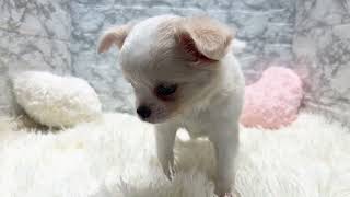 チワワ（ロング）の動画01