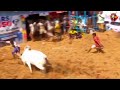 ALANGANALLUR JALLIKATTU JALLIKATTU MASS WHATSAPP STATUS SHORTS