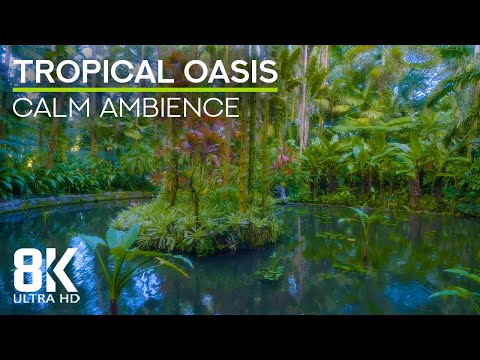 Relaxing Sounds of a Jungle Forest - 8K Tropical Oasis with Birds Chirping & Cicadas Buzzing
