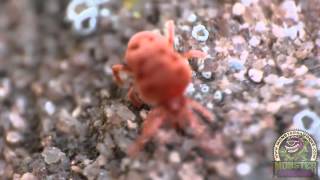 Understanding Avid with Ph.D Entomologist Dr. Tom | #1 Pesticides in the Garden