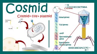 Cosmids ( hybrid cloning vectors)