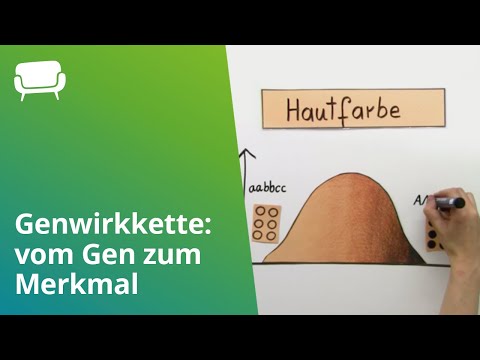 Genwirkkette: vom Gen zum Merkmal | Biologie | Genetik