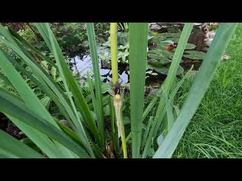 Zeitraffer von der Larve zur Libelle