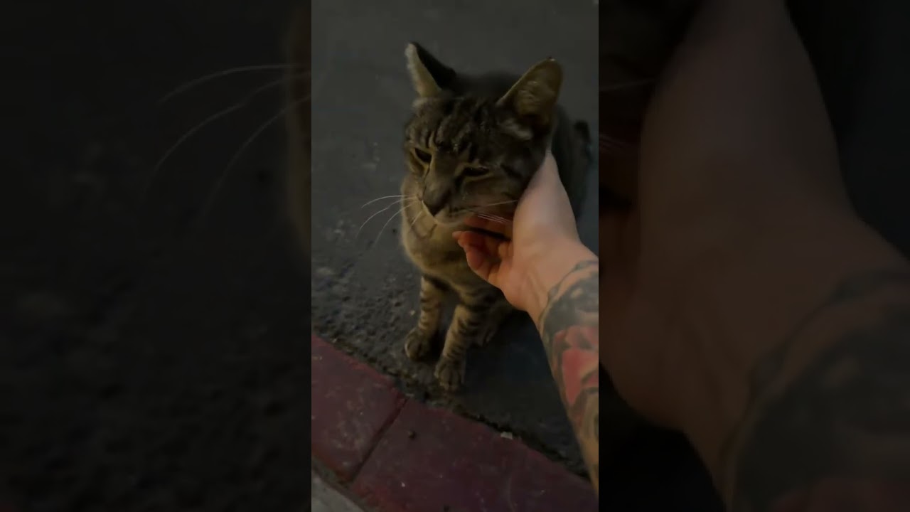 Enlarge George, a Adoptable mixed breed in Burbank, CA video 3/3