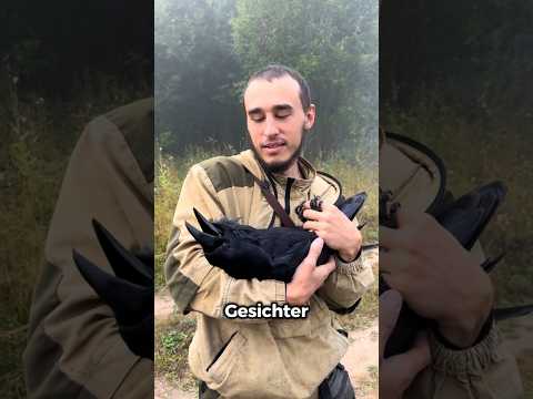 Mit Krähen ist es besser, befreundet zu sein
