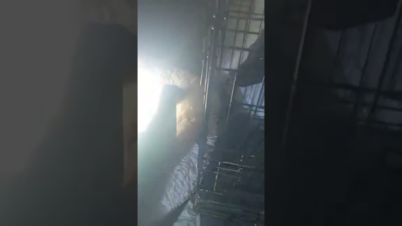 Mom, Dad, and Puppies video