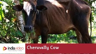 Cheruvally Cow