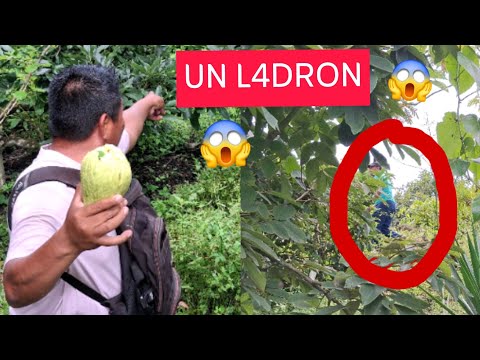 Un Ladron Descubri Dentro De Este Terreno EN SAN VICENTE PACAYA Se Estaba Robando Toda La Cosecha😱😱