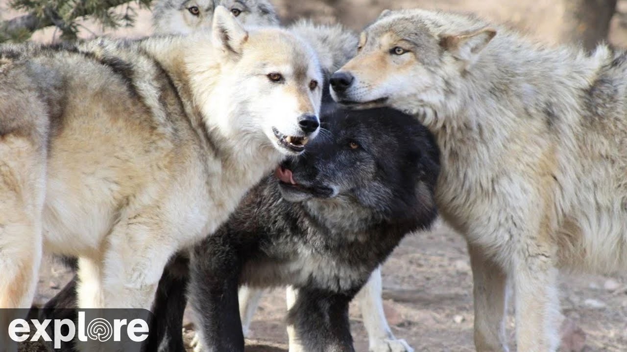 LIVE Wolf Cam: Zeab’s Den – Mission: Wolf – Colorado | explore.org