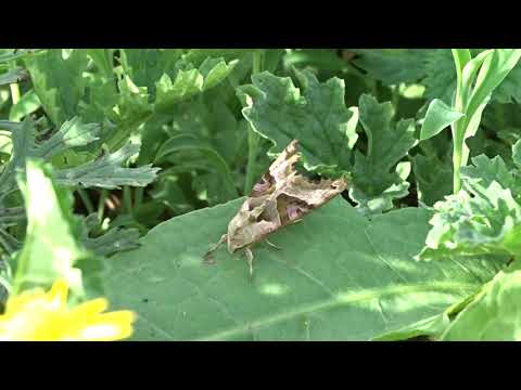 Angle Shades (moth) - Isle of May - August 2019