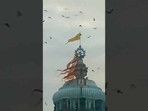 Birds flying over Puri sri mandira | Malika bachan | Jagganath Mandir Puri