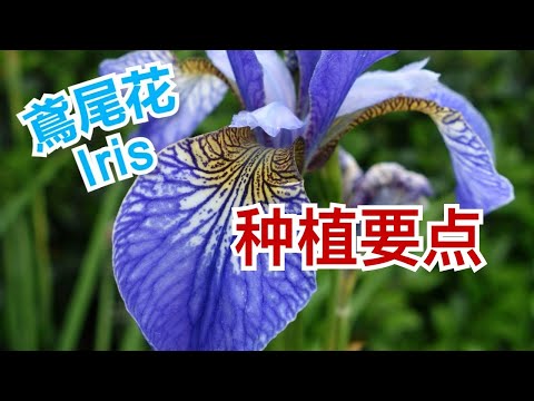 , title : '鸢尾花及分株 How to Plant Iris Flower'