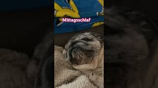 #mops #mypug #mopsliebe #hund #pug #nap #mittagsschlaf