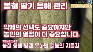 봄철 딸기 응애 관리 약제 선택이 정말 중요하진만 기본적인 응애 방제법을 이해해야 합니다. 그리고 약제 선택…