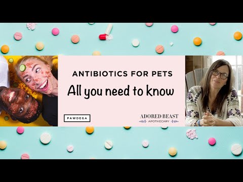 ANTIBIOTICS FOR CATS & DOGS: When to use them & how to support our pets to help prevent side effects