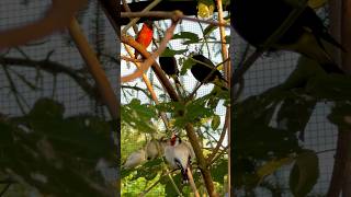 Download lagu Red siskin, black siskins, gouldian finch fledgelings #birds #bird #nature #animals mp3
