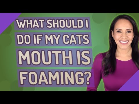 What should I do if my cats mouth is foaming?