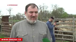 В Чечне продолжается биркование фермерского скота и домашнего скота