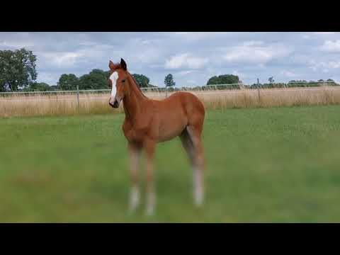 Beeten von Allns von Tecumseh a.d. Beeten Moje v. Cavallieri xx/Donaumonarch