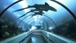 Санкт Петербург. Нептун. Океанариум. Куда сходить в Питере. Свободное время с детьми в спб.