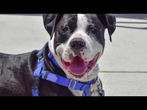 Bruno Mars - Peace of Mind Dog Rescue