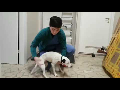 How do you lift a dog?