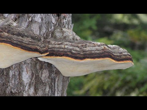 34 Polypore pérenne - Mehrjähriger Porling - Perennial polypore
