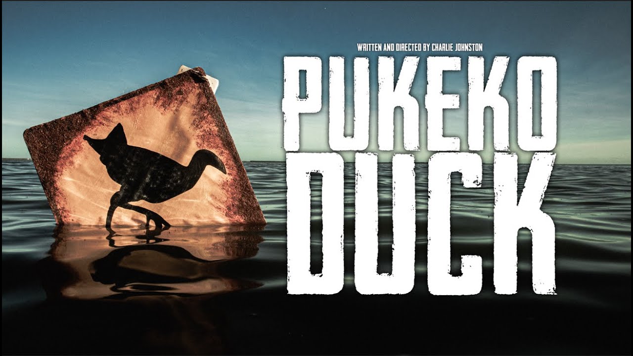 Pukeko Duck