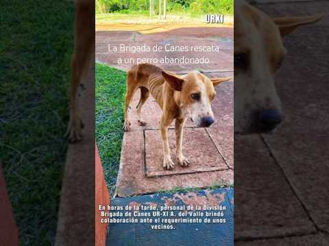 Perro abandonado y rescatado por la brigada de Canes en Aristóbulo del Valle, Misiones. #perros #arg