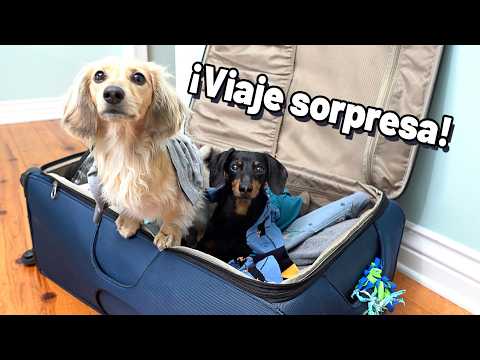 ¡Una maleta, un misterio y un viaje sorpresa!🌍🐾