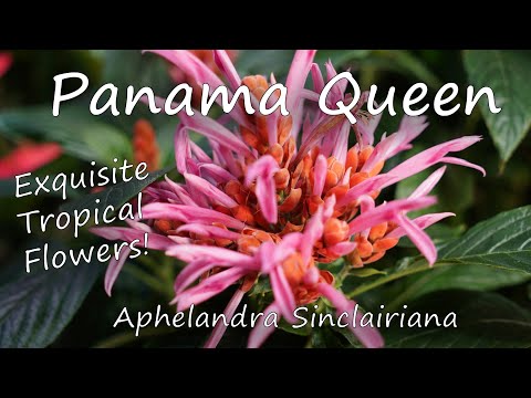 Aphelandra Sinclairiana Care! Panama Queen / Coral Aphelandra / Orange Shrimp Plant | Rare Plants ?