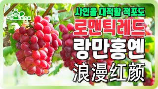 샤인머스켓에 대적할 적포도!ㅣ샤인보다 높은 당도ㅣ 국내 최초 노지 재배 ㅣ레드샤인머스켓
