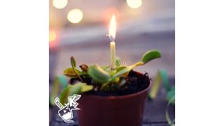 Happy FLYTRAP Birthday | TRADITIONAL HAPPY BIRTHDAY SONG