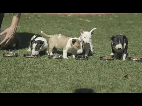 Is your dog a PICKY EATER? Learn how to train them to eat EVERYTHING in their bowl.