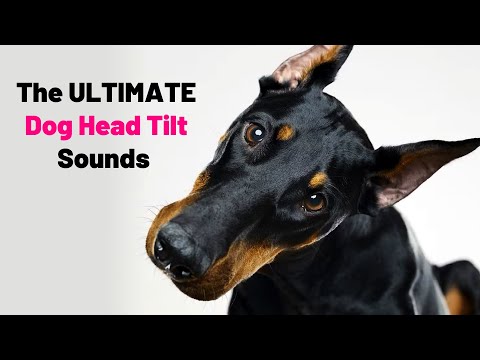 The ULTIMATE Dog Head Tilt Sounds