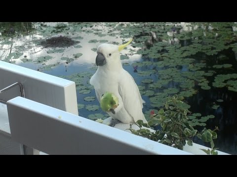 Попугай Какаду вор и жмот. Parrot Cockatoo is the thief and skinflint. Большой Барьерный Риф, Австралия.