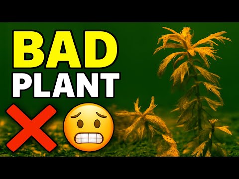 5 Aquarium Plants Beginners Regret Buying (Too Difficult to Keep)