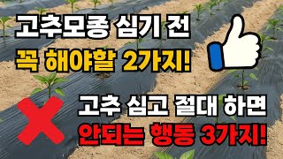 고추심기 전 꼭 해야 할 2가지와 심고 나서 절대 하면 안 되는 3가지!