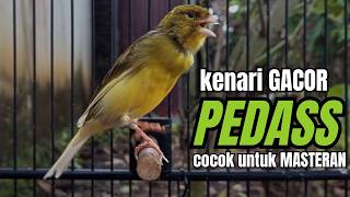 Download lagu Masteran KENARI GACOR ngeroll panjang,Cuit Cuit Emosi AMPUH bikin kenari nyaut ,Masteran MURAI BATU mp3