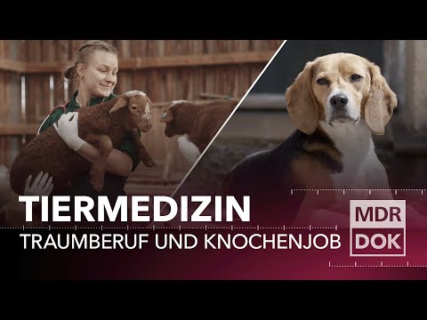 Tiermedizin in Leipzig – Traumberuf und Knochenjob | Entdecke den Osten | MDR DOK