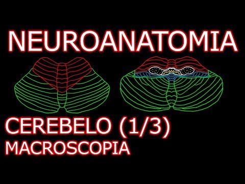 Aula: Neuroanatomia - Cerebelo (Visão Geral e Macroscopia) - Neuroanatomia Humana #8.1