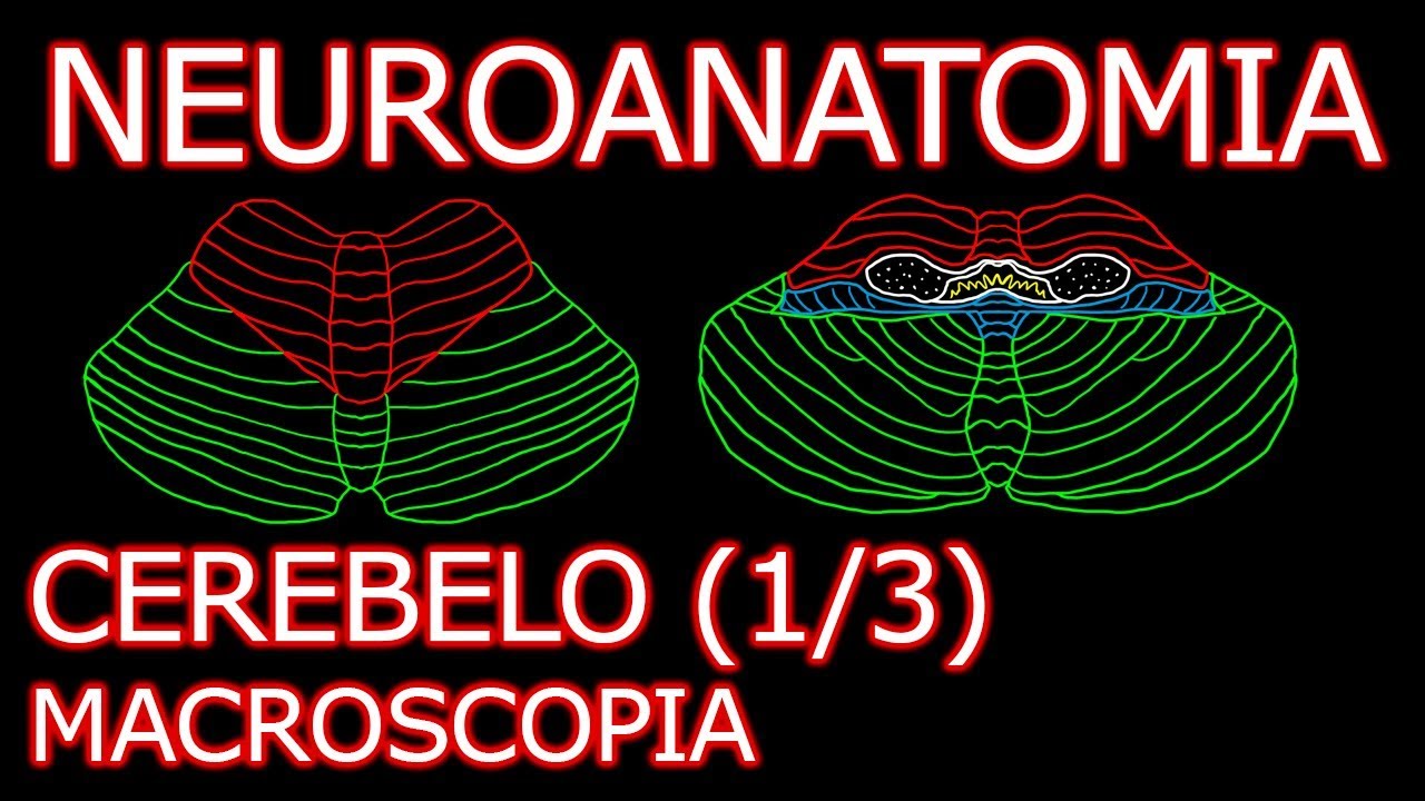 Aula: Neuroanatomia - Cerebelo (Visão Geral e Macroscopia) - Neuroanatomia Humana #8.1