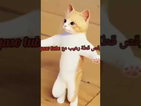 اه يا اسمرانى 😂#رقص #قطة #رهييب #youtubeshorts #shortsvideo