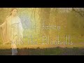 Sun dance with the Bluebells - Danse du soleil avec les jacinthes des bois